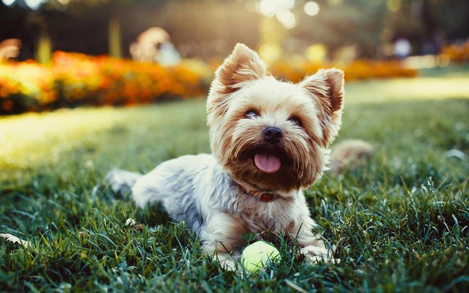 Cane felice su prato con pallina, circondato da fiori colorati.